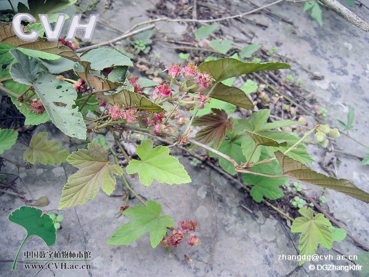 rubus reflexus var. orogenes