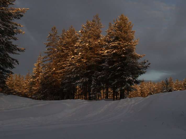  p>科米原始森林位于俄罗斯乌拉尔山麓,面积32800平方千米,是欧洲现存