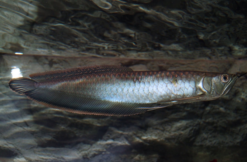  p>黑骨舌鱼(学名: i>osteoglossum ferreirai /i>):又名"黑龙鱼".