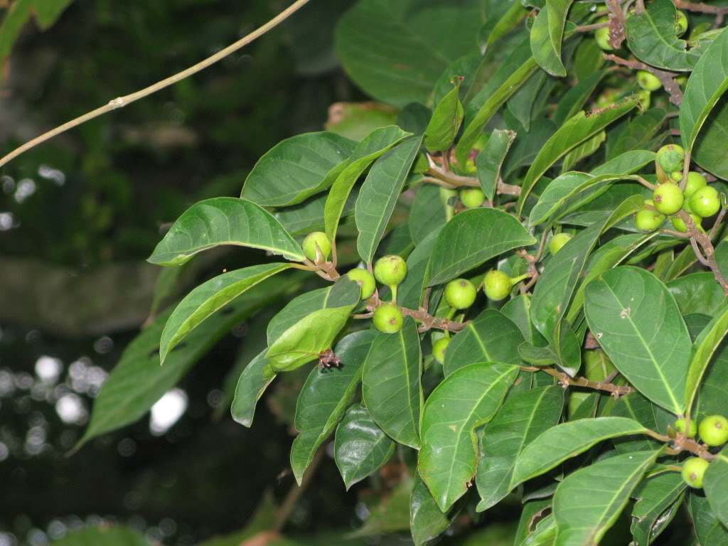 ficus irisana elmer.