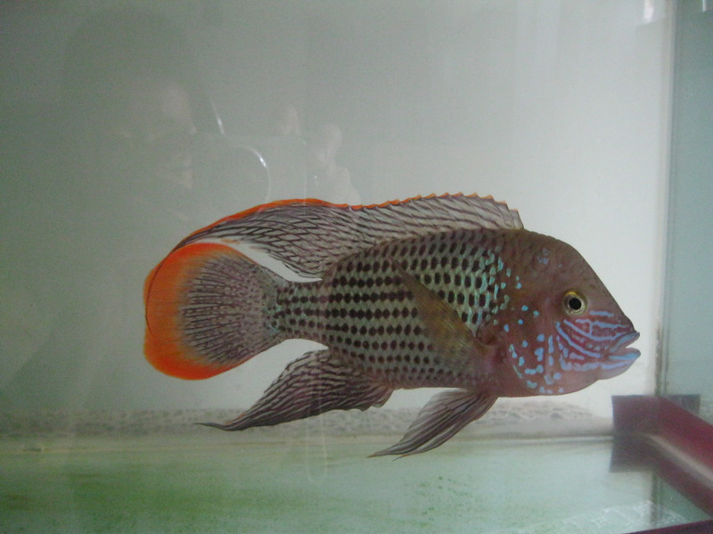 ="gnywrbhrjs"> a target="_blank" href="/item/红尾皇冠鱼/7024132"