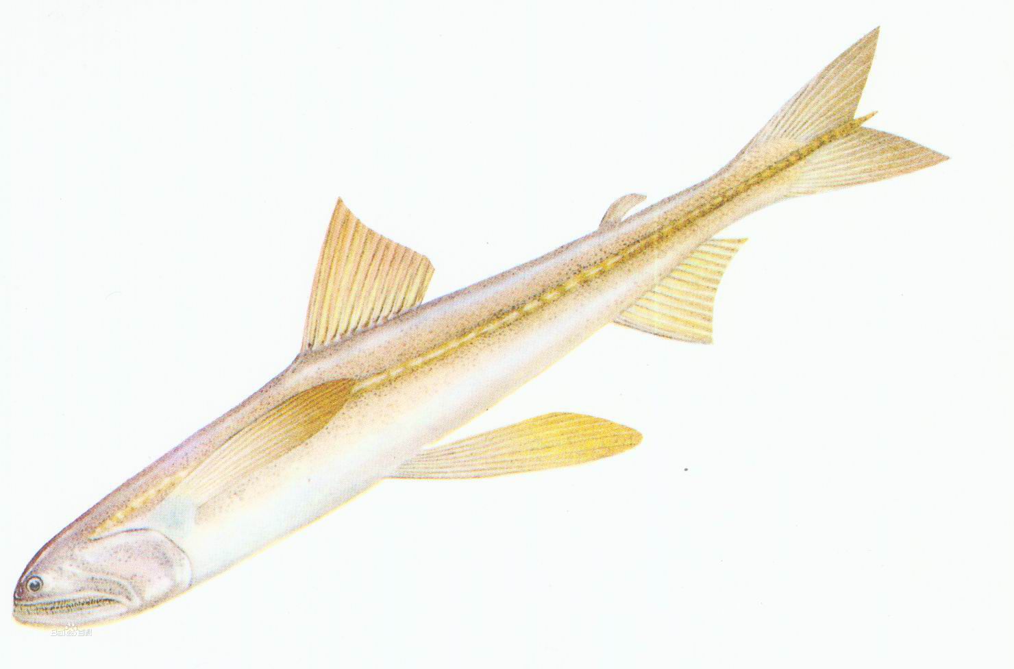  p>大头狗母鱼(学名: i>trachiocephalus myops  /i>(forster) )是 a