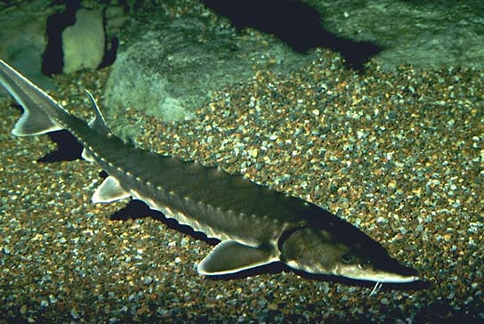  p>鲟形目,acipenseriformes,是辐鳍鱼纲下的一目.  