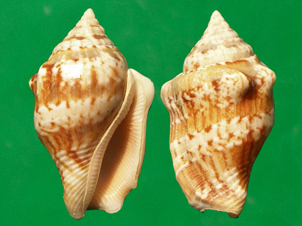  p>花瓶凤凰螺(学名: i>canarium mutabilis /i>):成贝15 - 45毫米, a