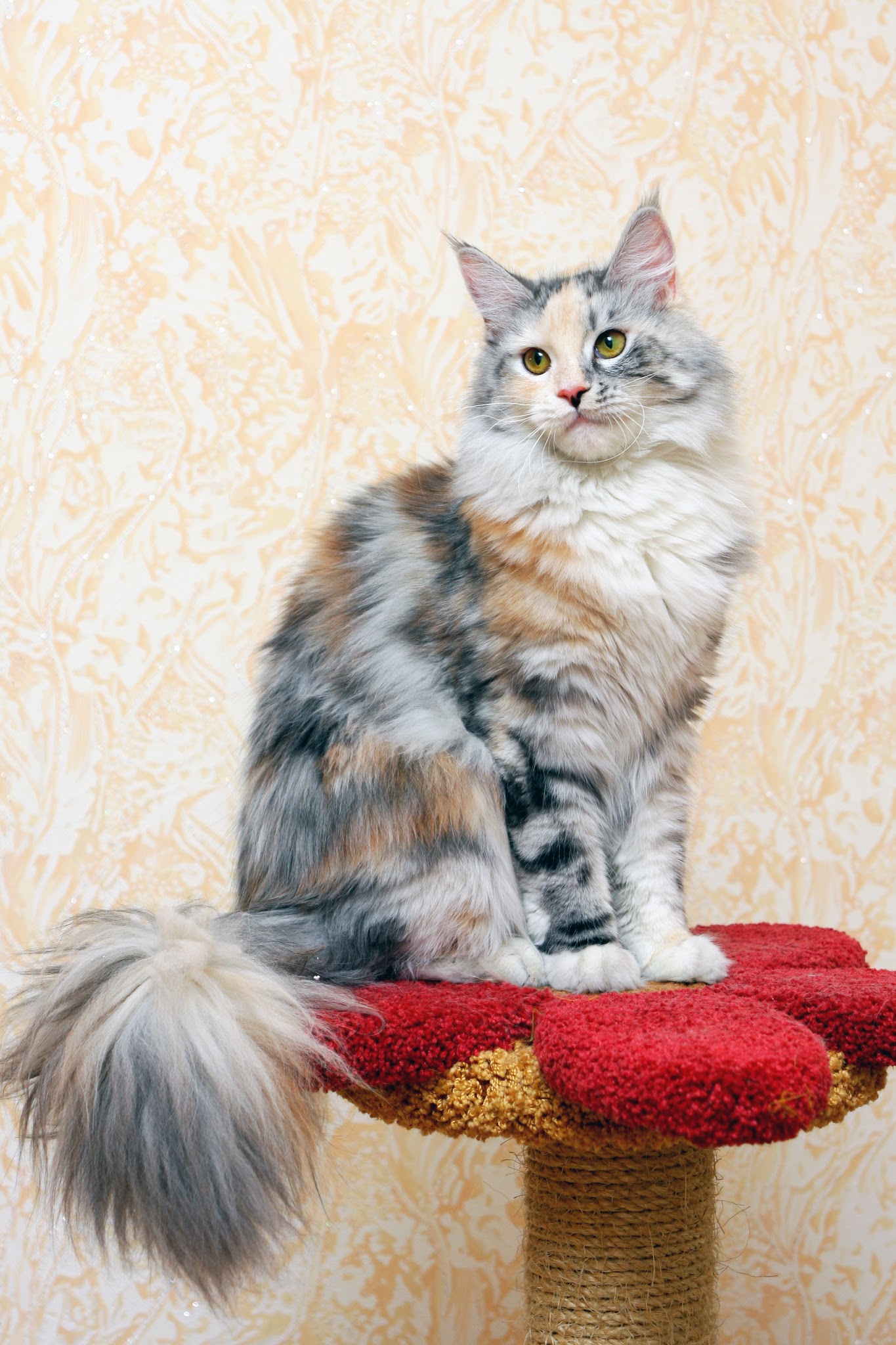  p>缅因猫因原产于 a href="#" data-lemmaid="125486">美国 /a> a