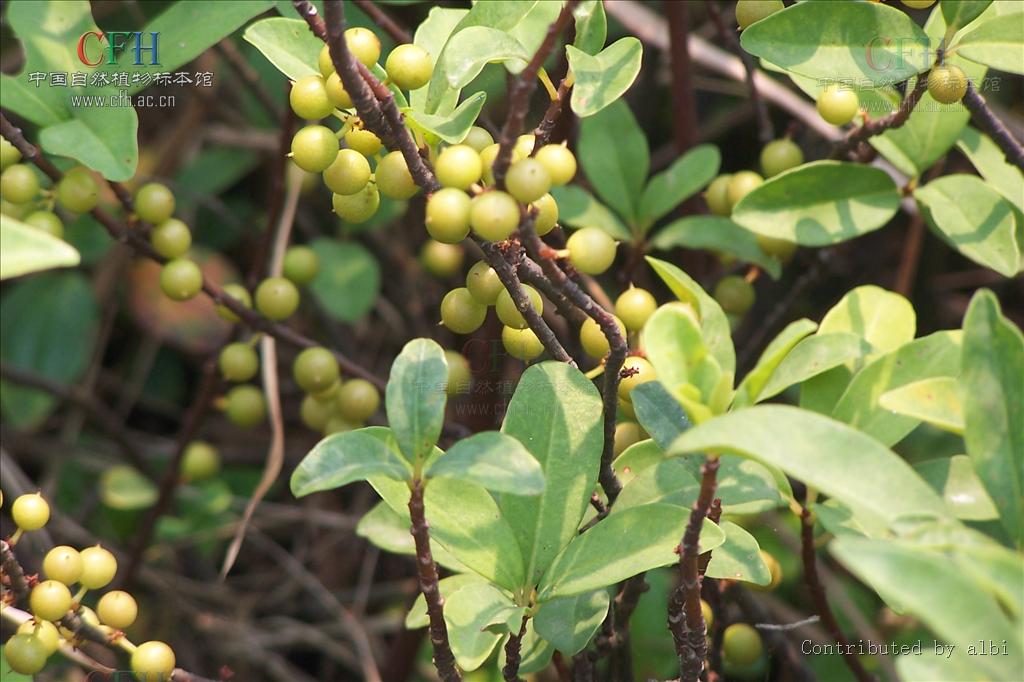 mez)为报春花科 a target="_blank" href="/item/酸藤子属/3768039"