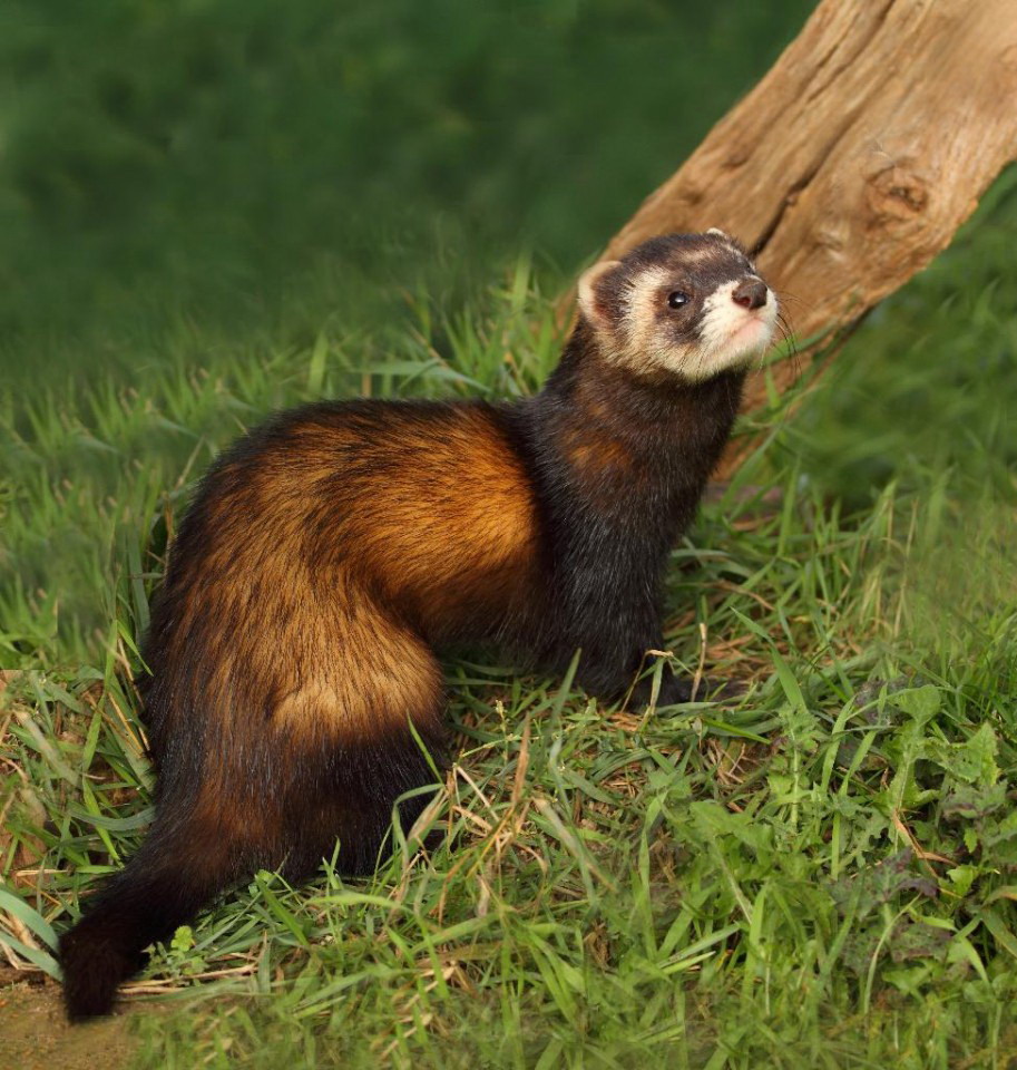  p>林鼬(学名: i>mustela putorius /i>):共有7个 a href="#" data