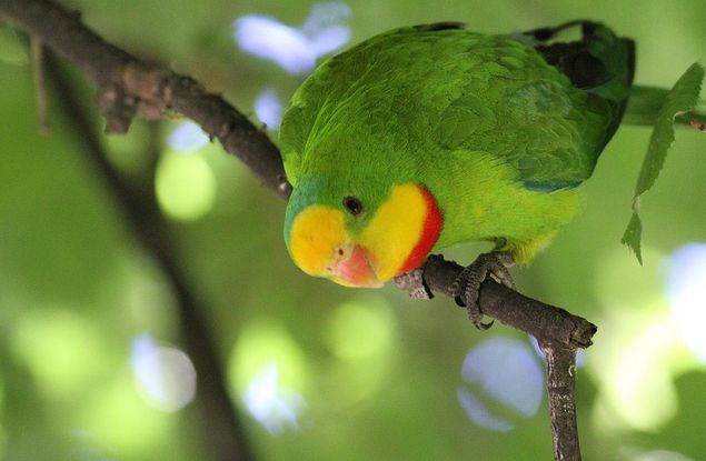  p>超级鹦鹉(学名:polytelis swainsonii)是典型的 a href="#" data