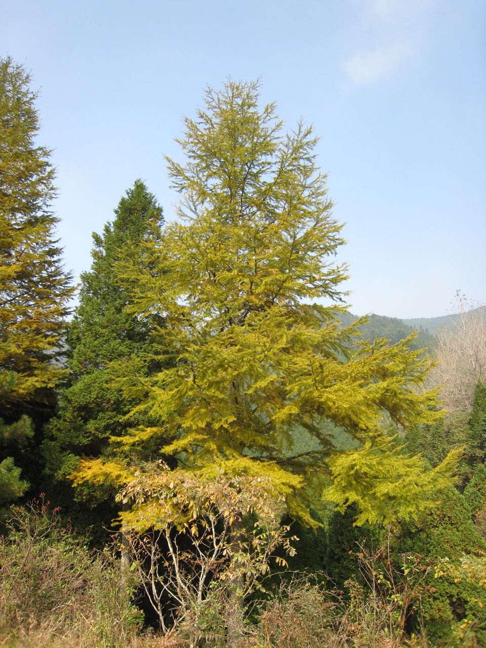 金钱松