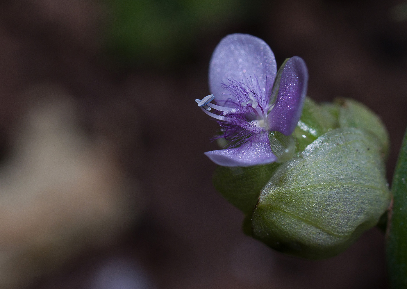 猫爪草的传奇故事 你知道几个 百科ta说