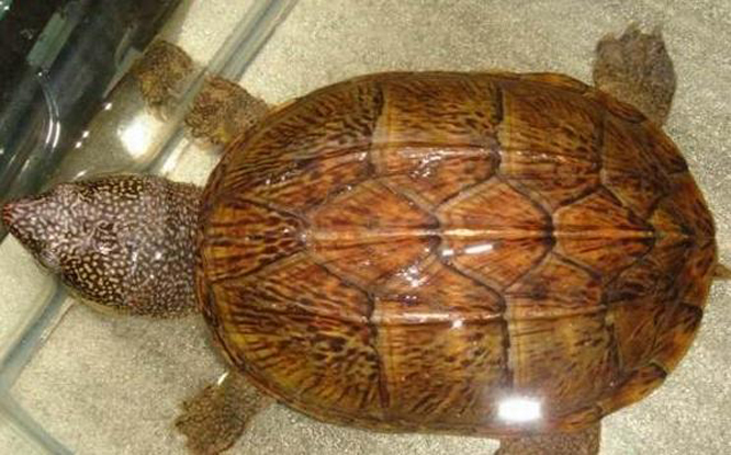 chiapas giant musk turtle