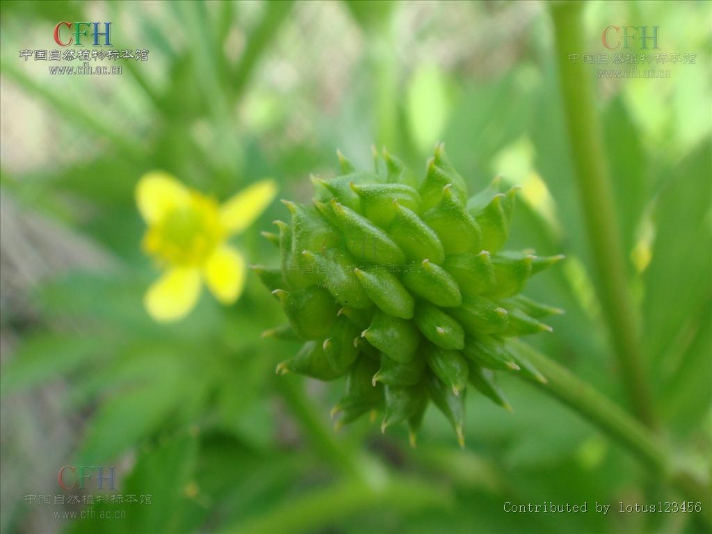 为毛茛科毛莨属的植物.多年生草本.须根伸长簇生.