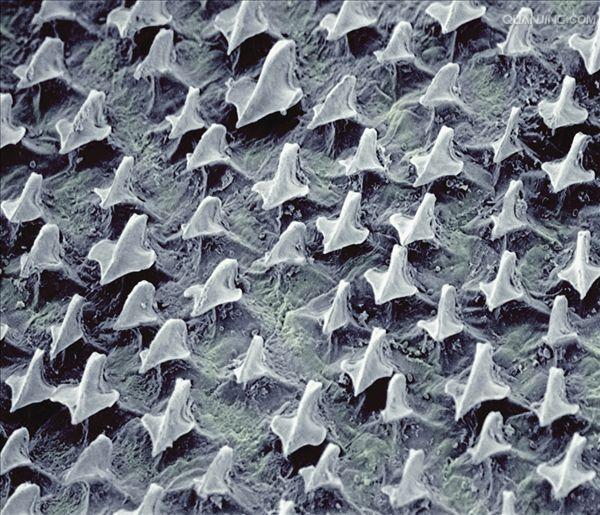  p>盾鳞 (placoid scale )是一种 a href="#" data-lemmaid="6194678"