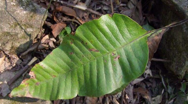  p>截基盾蕨(学名: i>neolepisorus truncatus /i> ching et p. s.