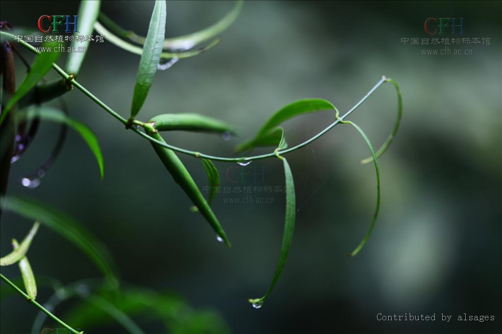  p>黑龙骨(学名:periploca forrestii schltr.