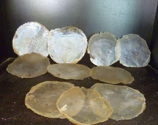 为不等蛤科动物海月  i>placuna placenta  /i>(linnaeus) 的肉.