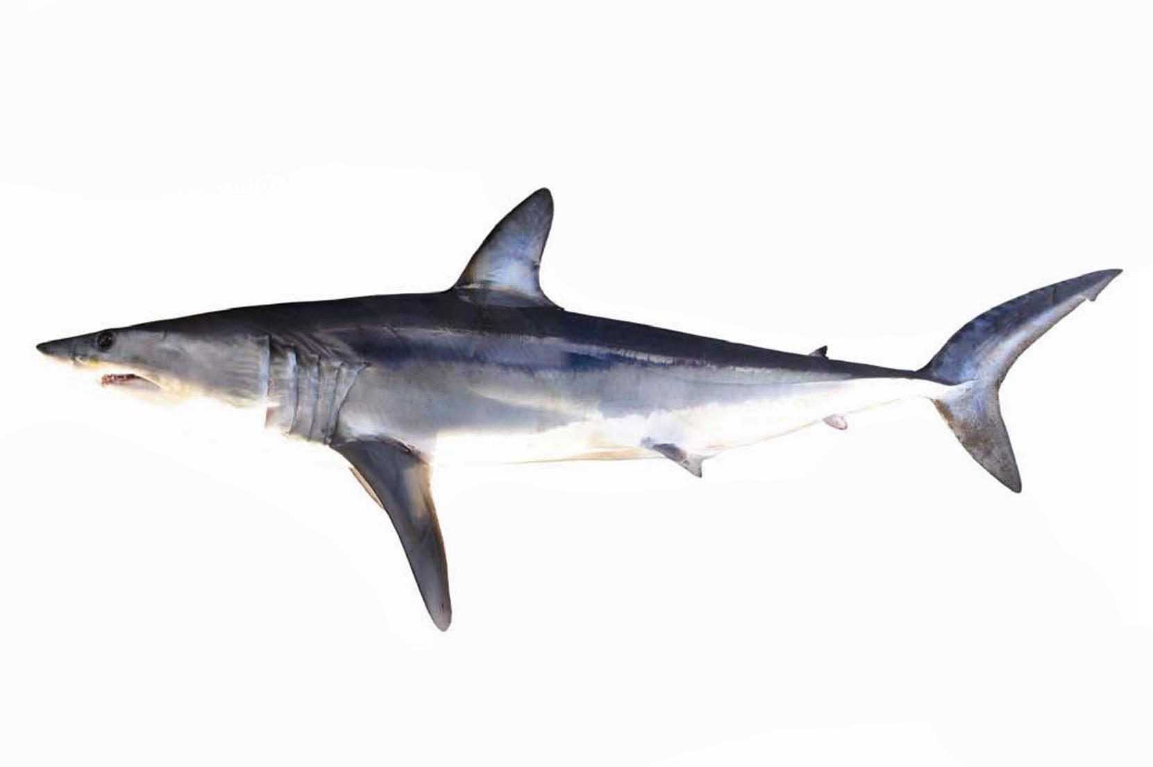 shortfin mako shark