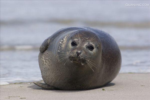 海豹