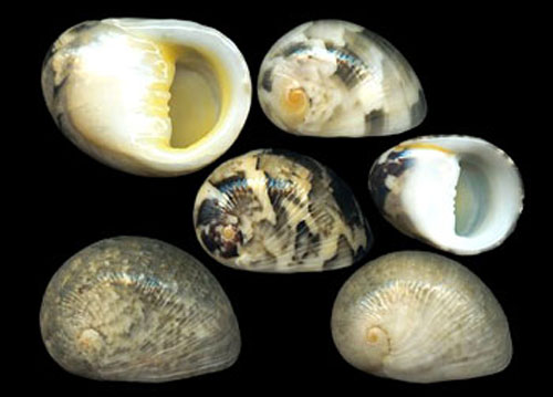  p>蜑螺科(学名: i>neritidae /i>),腹足纲前腮亚纲古 a target="