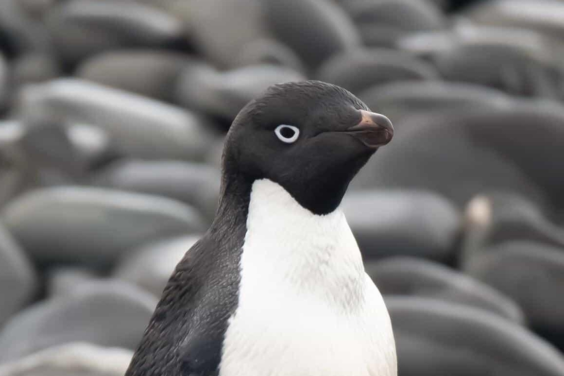  p>阿德利企鹅(学名: i>pygoscelis adeliae /i>)在 a target="_blank