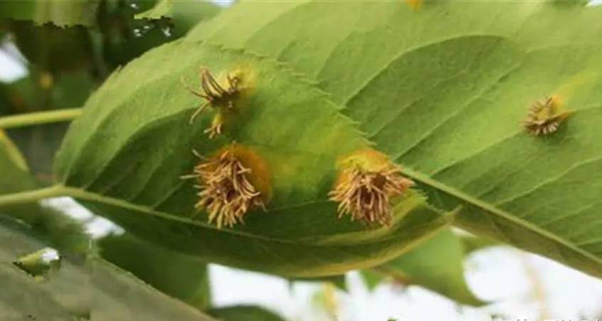 苹果锈病