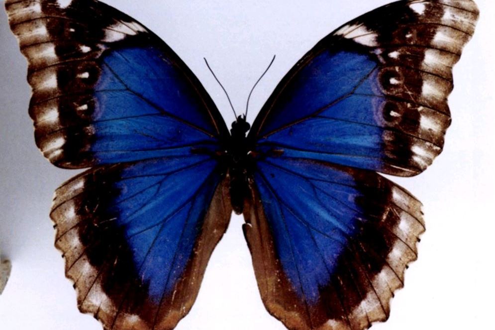 蓝美凤蝶指名亚种