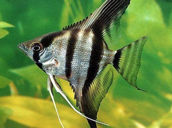  p data-id="gn8lsnk94d">斑马神仙(zebra angelfish),是一种观赏鱼.
