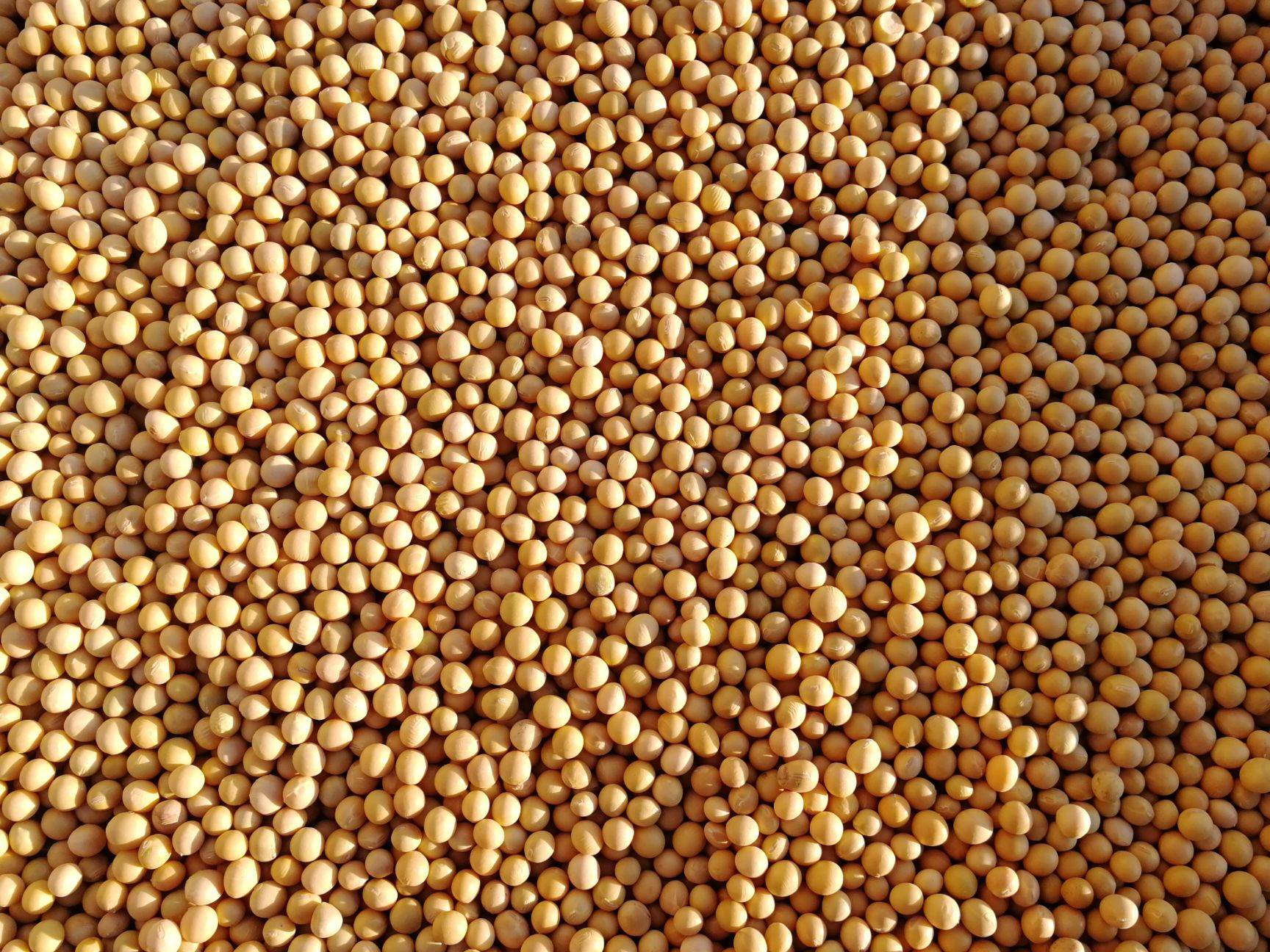  p data-id="t9bowrd56mso">小黄豆<1>是豆科,大豆属种质. /p>