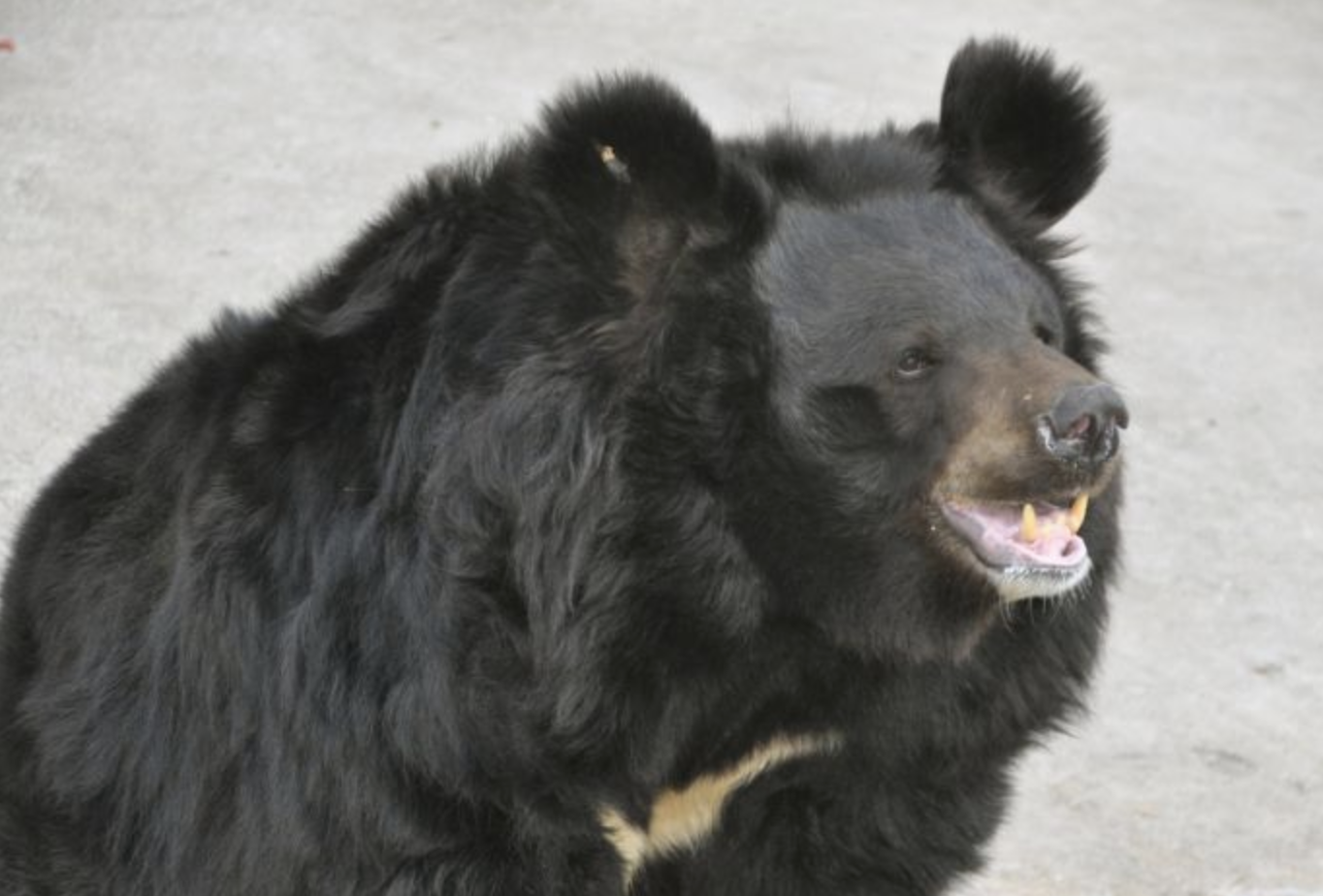  p>东北黑熊(黑熊东北亚种)(学名:ursus thibetanus ussuricus)是食肉