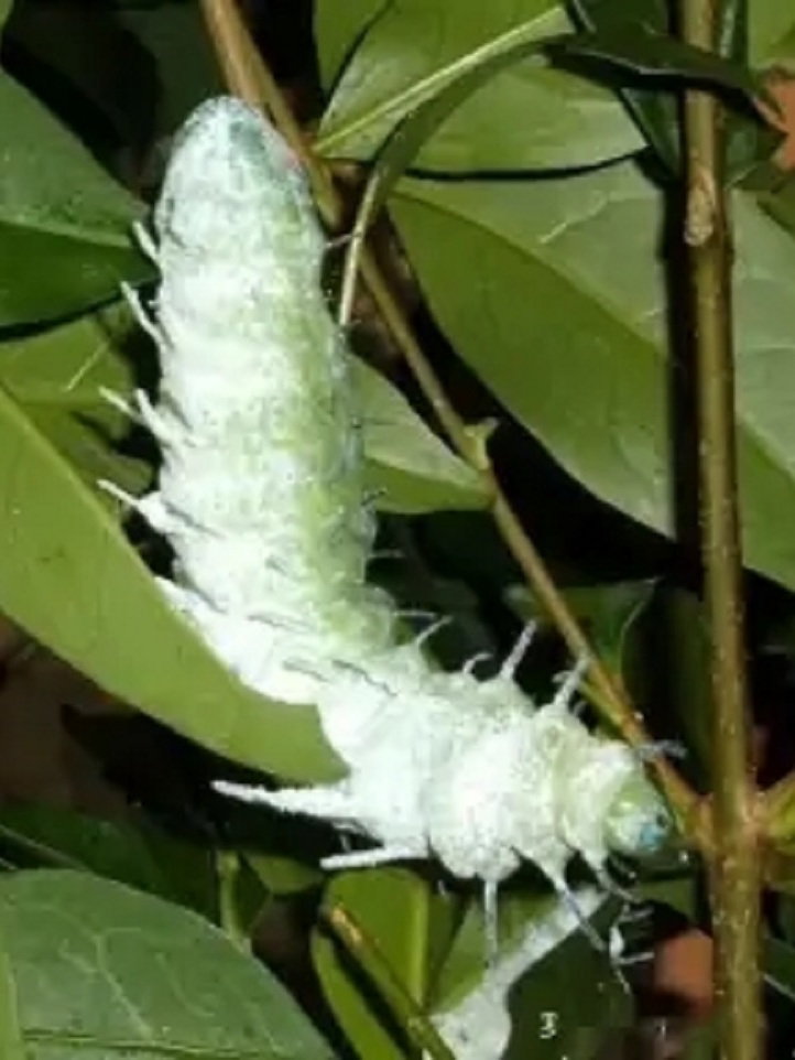  p>吐丝结茧的经济昆虫之一,属 a target="_blank" href="/item/鳞翅