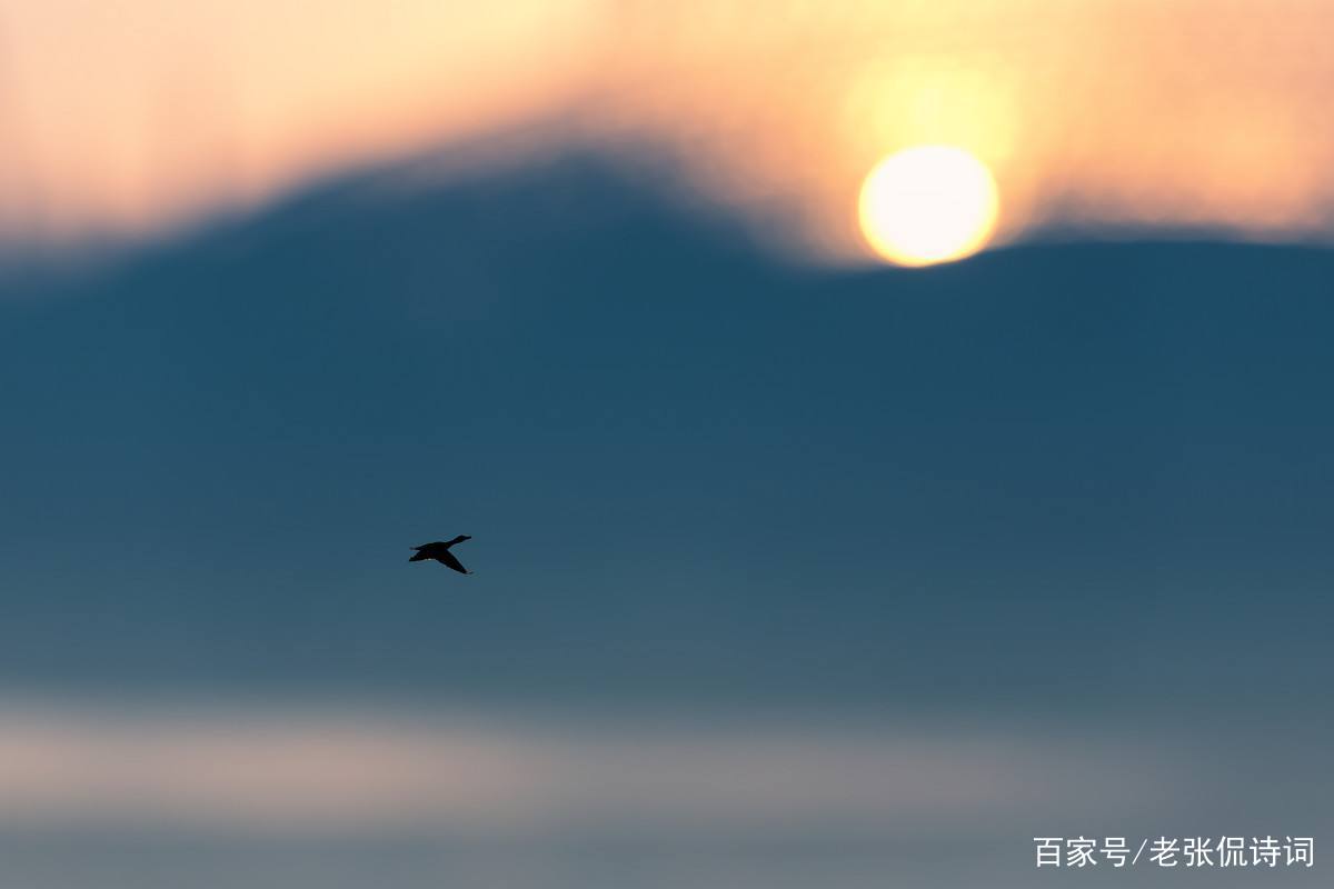 杜甫颠沛流离看到孤雁，写下一首诗，经典唐诗句句都是人生失意_百科TA说