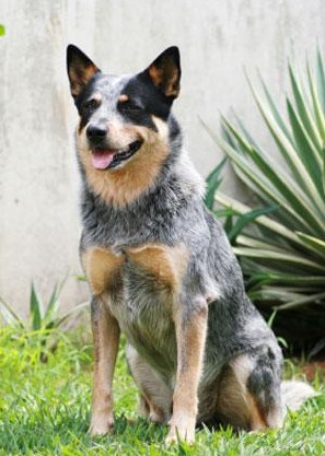 australian cattle dog