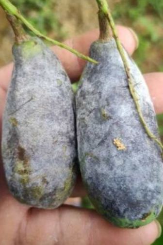  p>芒果白粉病是由芒果粉孢霉引起的,发生在 a target="_blank" href=