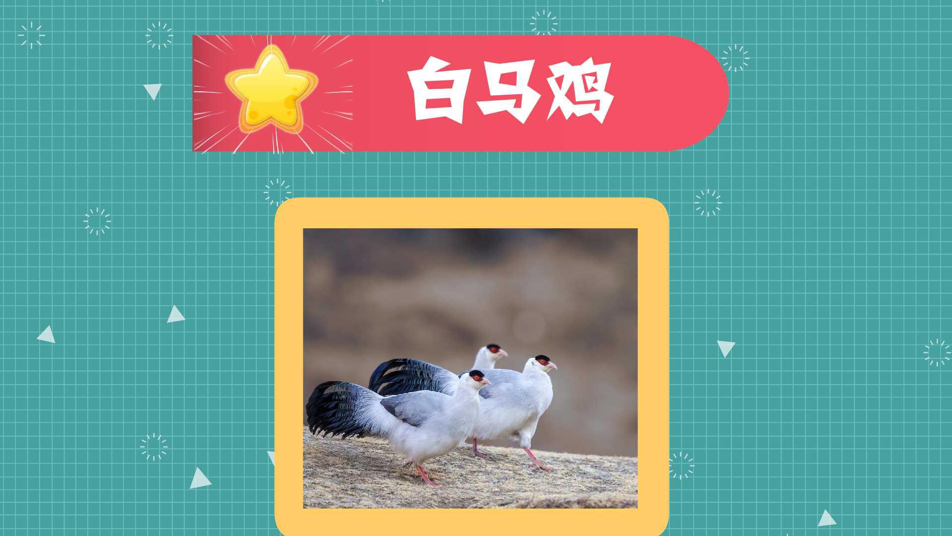 白马鸡:大型鸡类