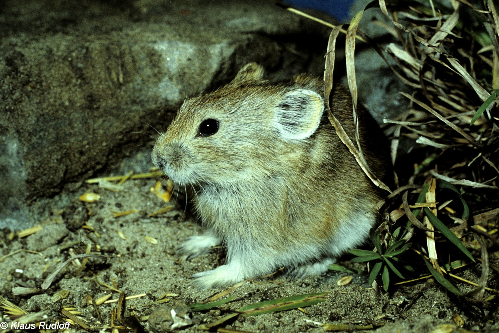 达乌尔鼠兔甘肃亚种