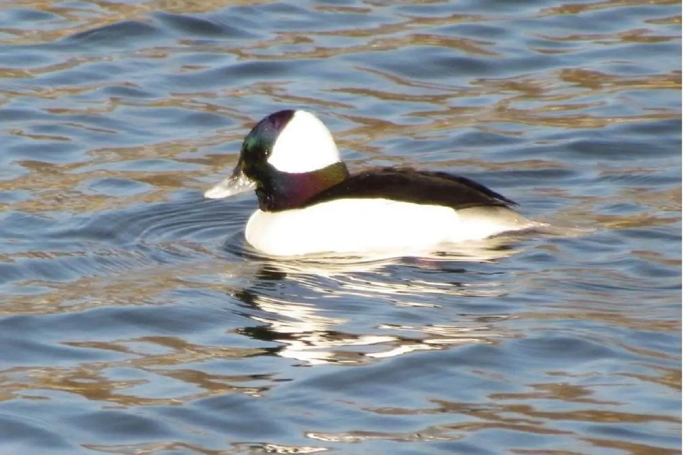  p>红头鹊鸭(bufflehead,亦译巨头 a target="_blank" href="/item/鹊