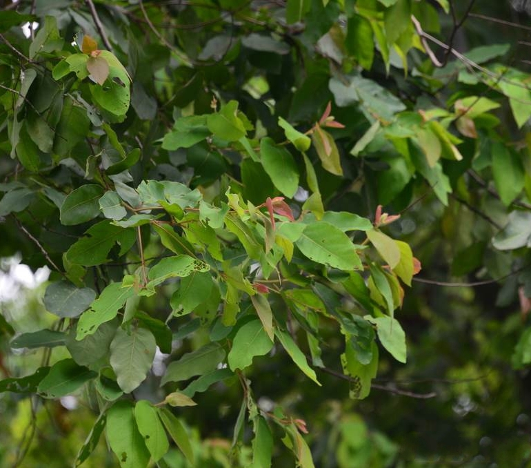 eucalyptus torelliana f. v. muell.