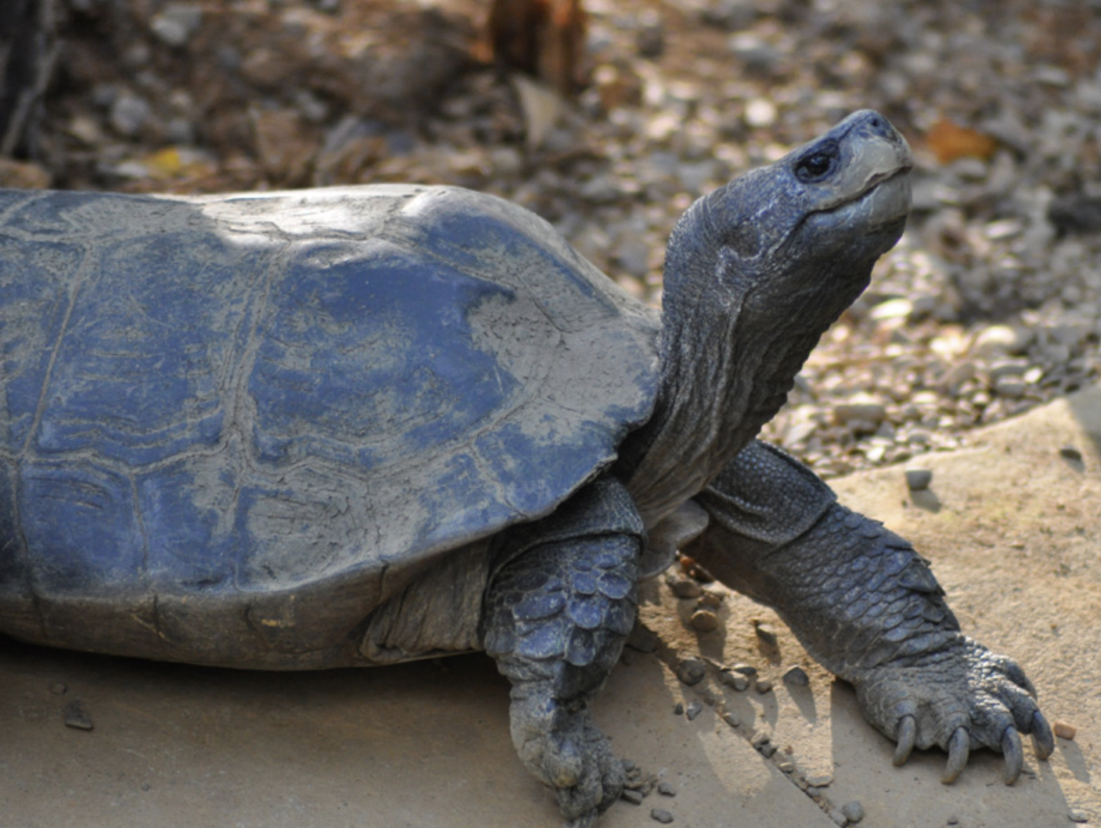  p>亚洲巨龟(学名: i>heosemys grandis /i>)是地龟科,东方龟属动物.