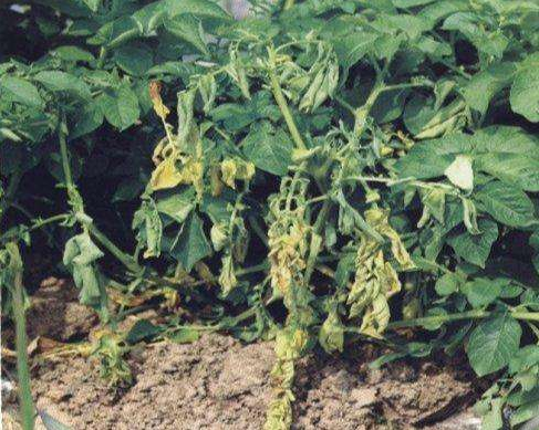  p>马铃薯青枯病是由青枯假单胞菌引起的,发生在 a target="_blank"