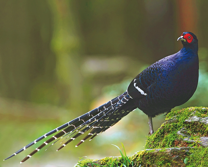 id="gnx3tygxqe">黑长尾雉(学名: i>syrmaticus mikado /i>)大型鸡类