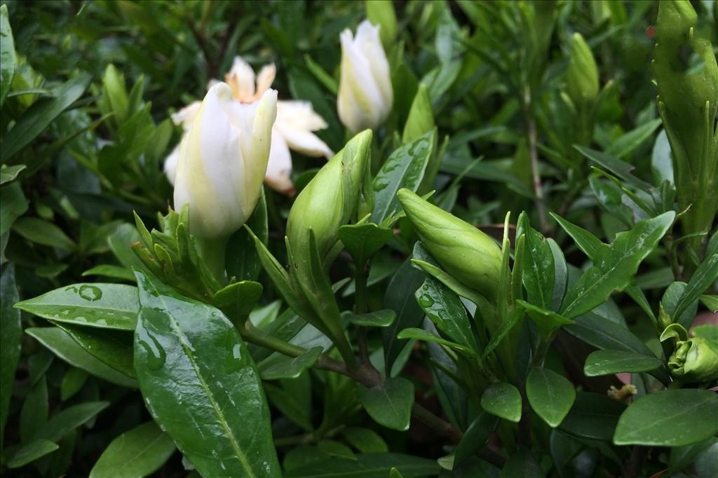  p data-id="go0envvfau">水栀子是多种植物的别称.