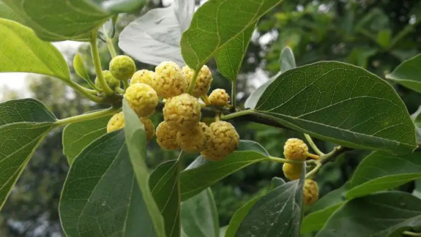 柘（桑科橙桑属植物）_百度百科