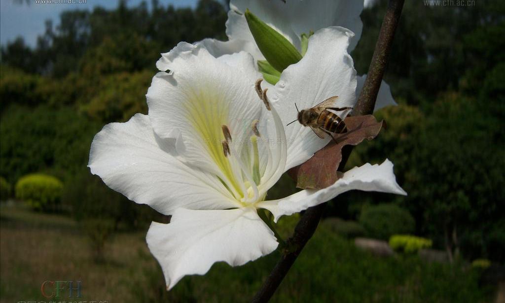 白花宫粉羊蹄甲