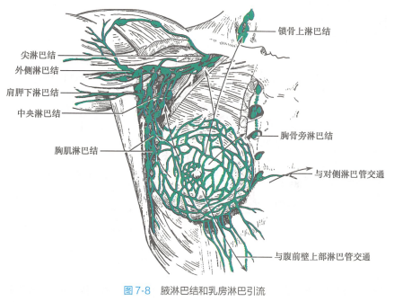 腋窝_百度百科