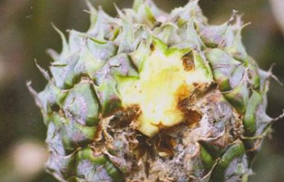 href="/item/菠萝/220259" data-lemmaid="220259">菠萝 /a>的病害