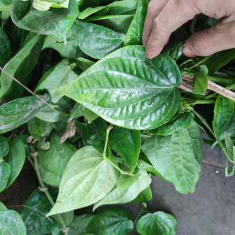 蒌叶（胡椒科胡椒属植物）_百度百科