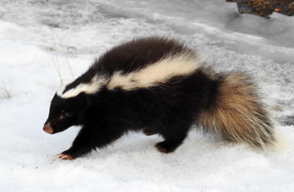  p>巴塔哥尼亚獾臭鼬(学名: i>conepatus humboldtii /i>):是臭鼬科