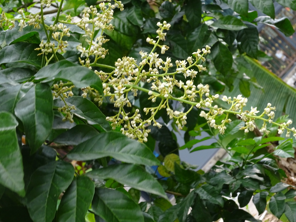 黄皮（芸香科黄皮属的一种植物）_百度百科