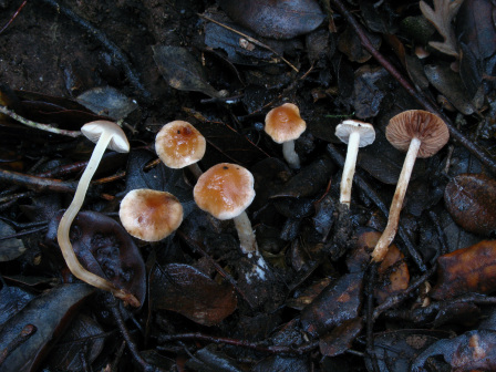 活力粘滑菇_百度百科