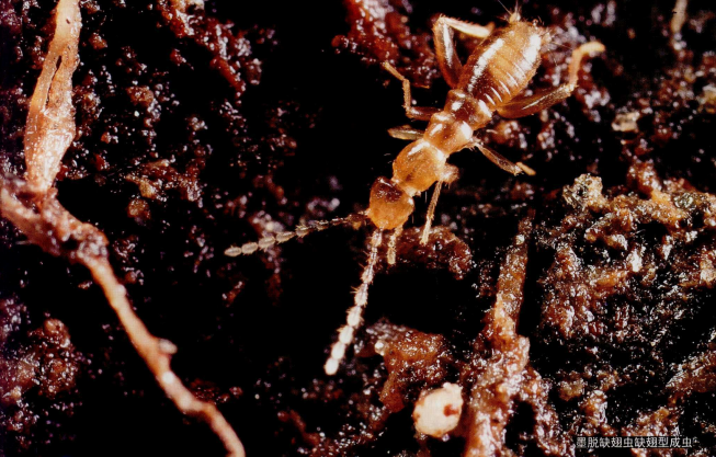 zorotypus medoensis huang